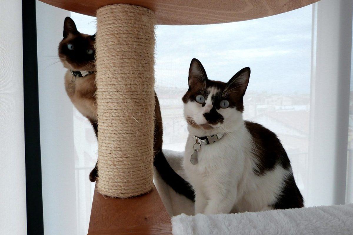 Anzeige · Katzenkratzbaum zu verschenken