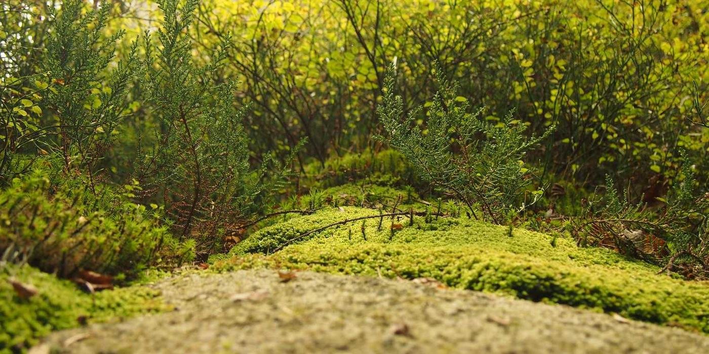 TVA gewinnt Lokalderby deutlich