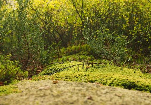 TVA gewinnt Lokalderby deutlich