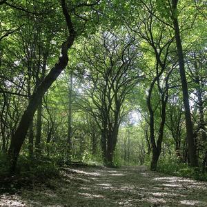 Galerie · Reitweg am Wald