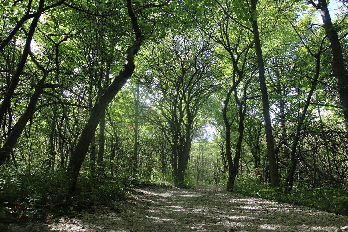 Galerie · Reitweg am Wald